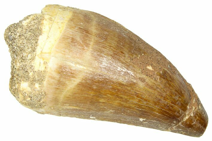 Fossil Prognathodontid Mosasaur Tooth - Morocco #374508